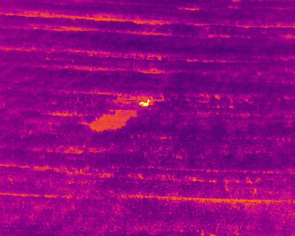 Thermal drone capture of a deer